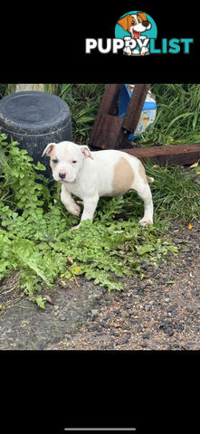 4 staffy pups