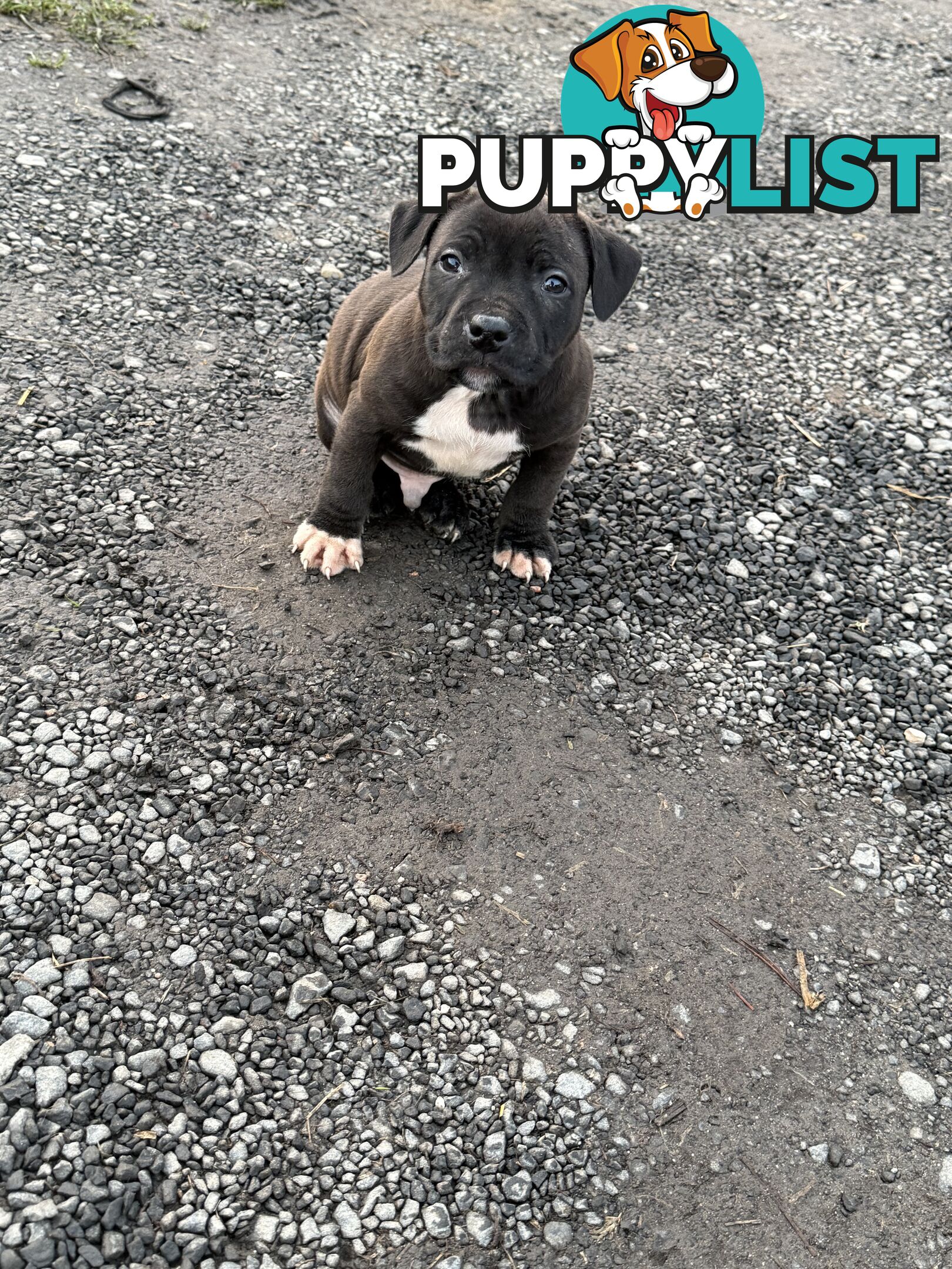 4 staffy pups