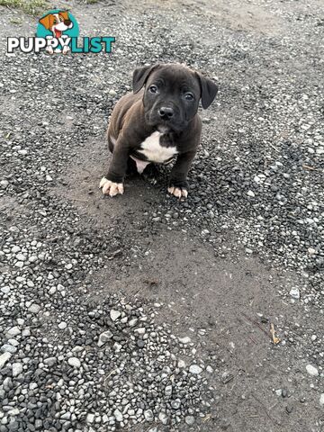 4 staffy pups