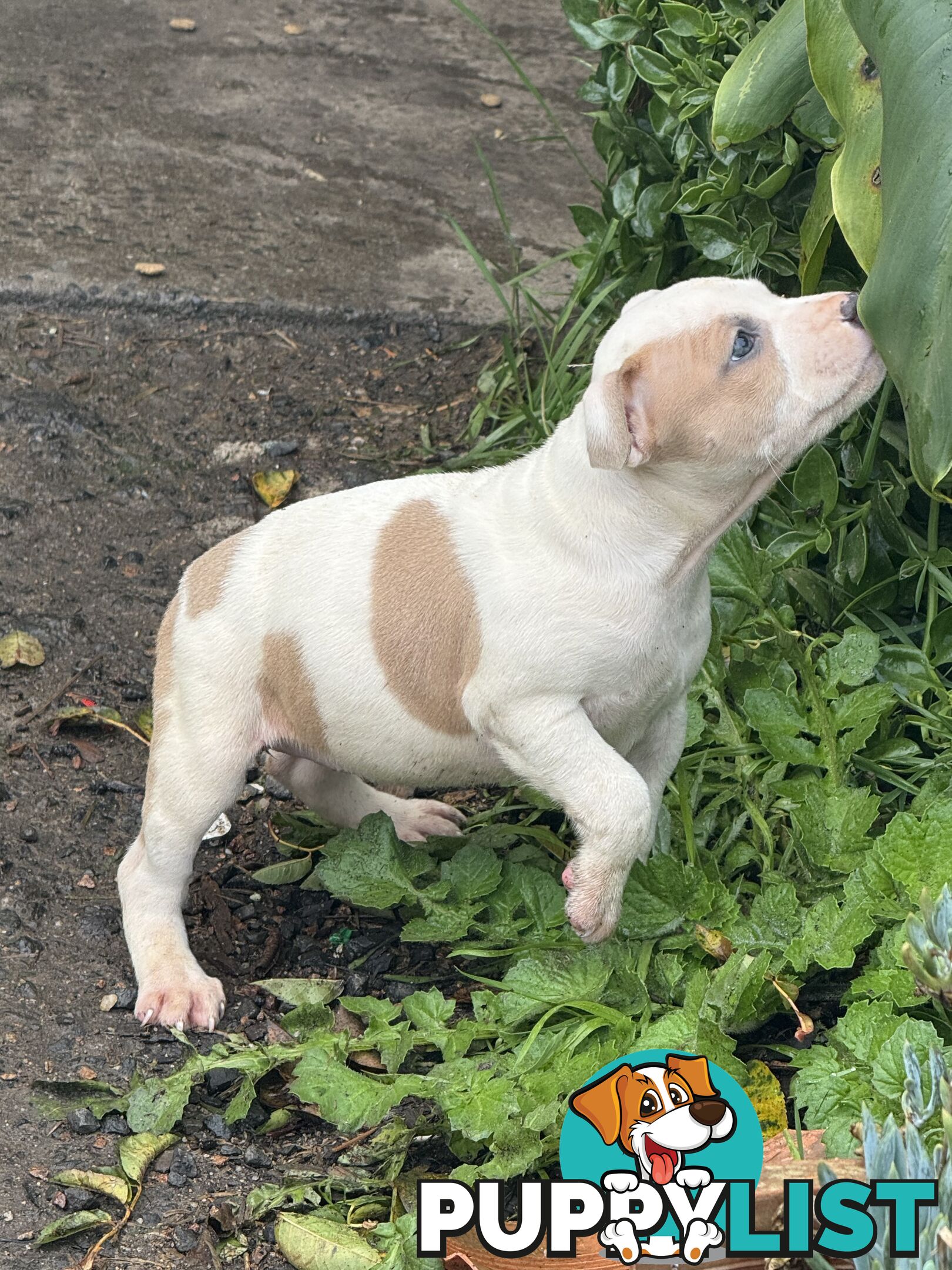 4 staffy pups