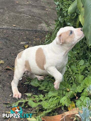 4 staffy pups