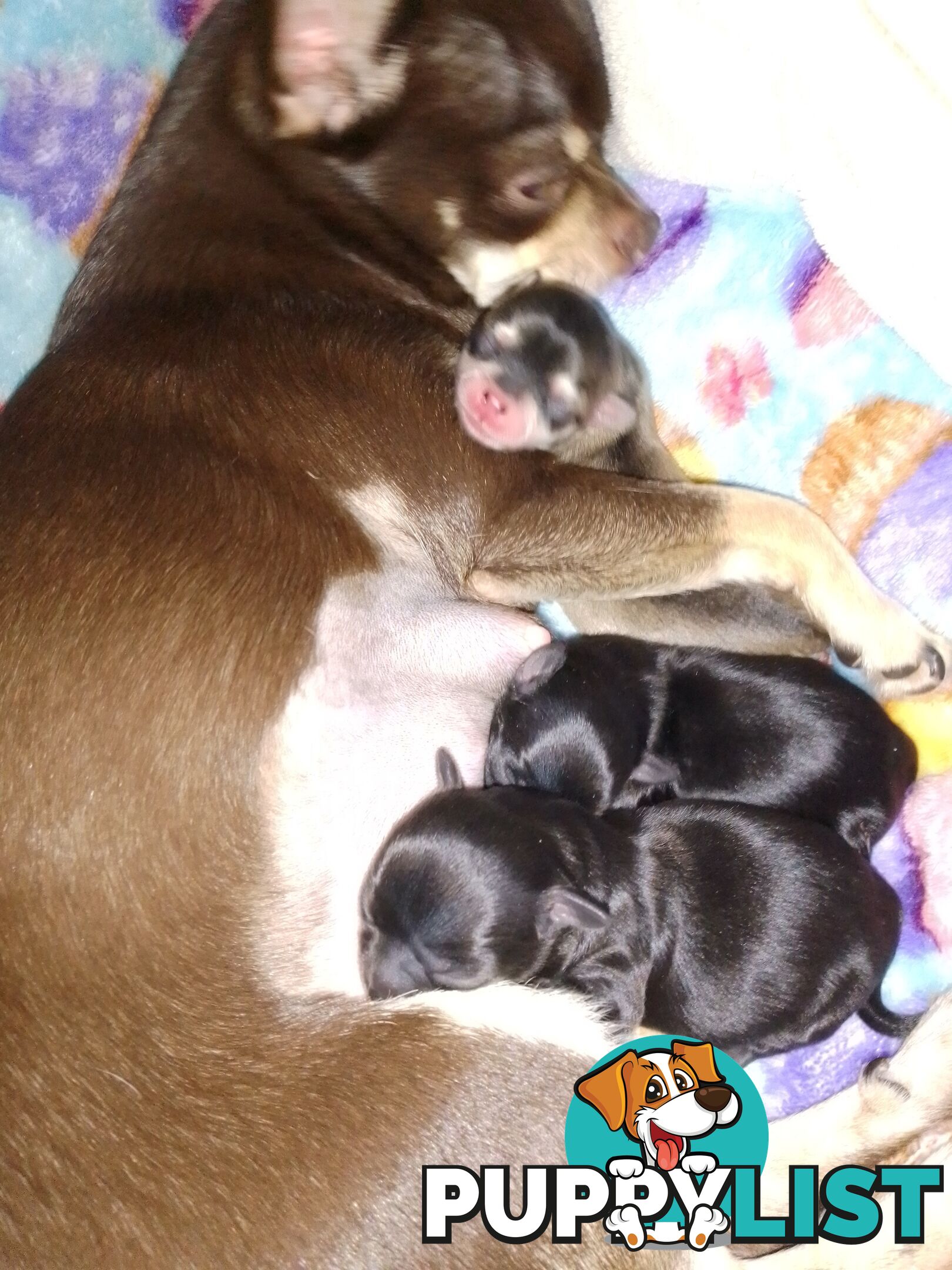 CHIHUAHUA PUREBRED PUPPIES