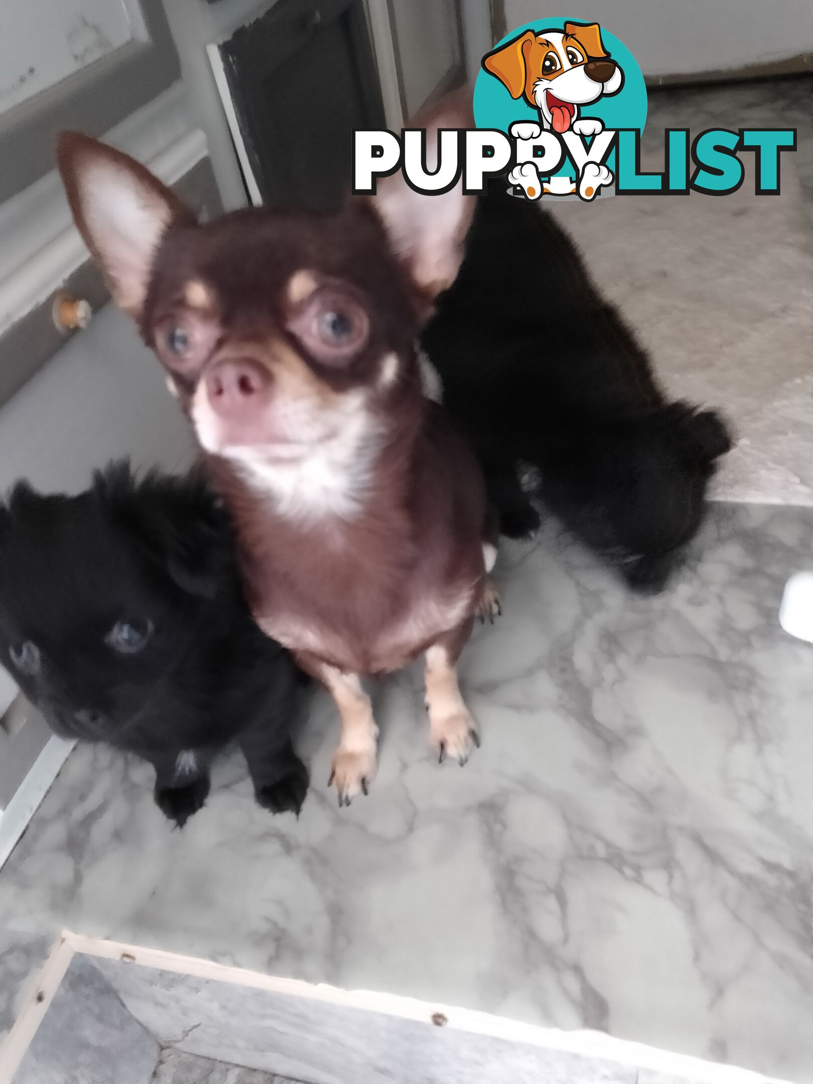 CHIHUAHUA PUREBRED PUPPIES