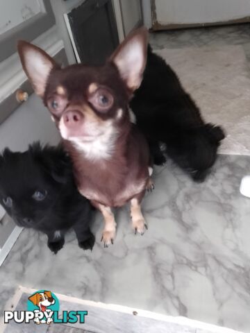 CHIHUAHUA PUREBRED PUPPIES