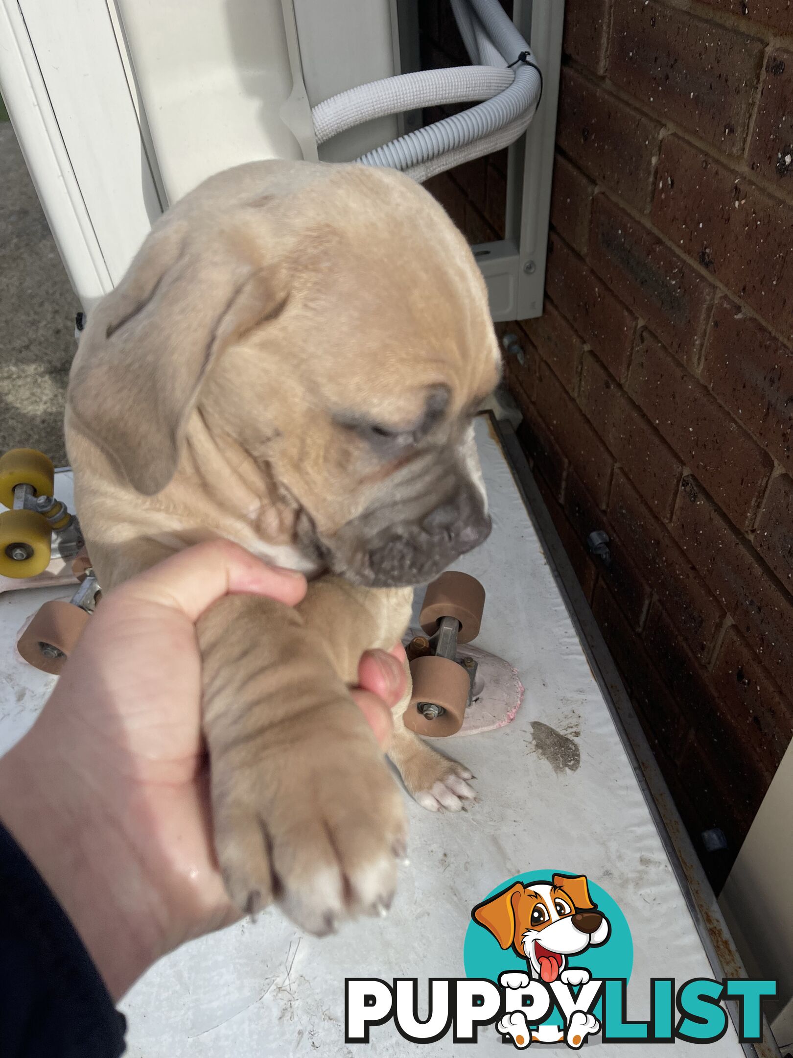 American Staffy Purebred pups