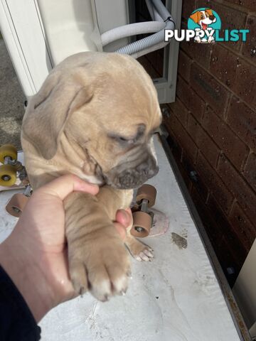 American Staffy Purebred pups