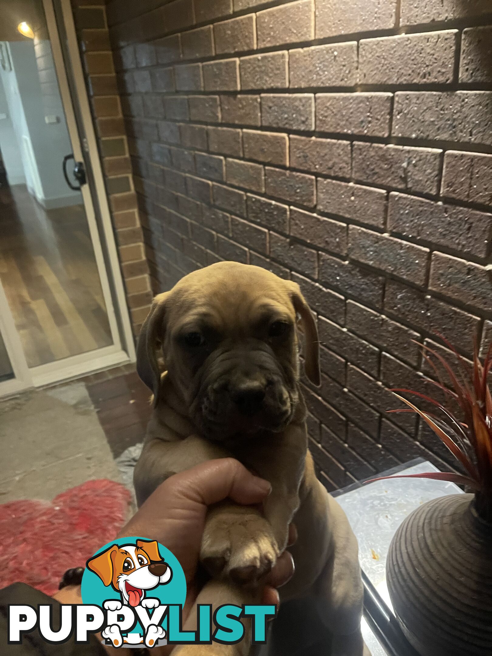 American Staffy Purebred pups