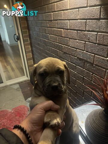 American Staffy Purebred pups