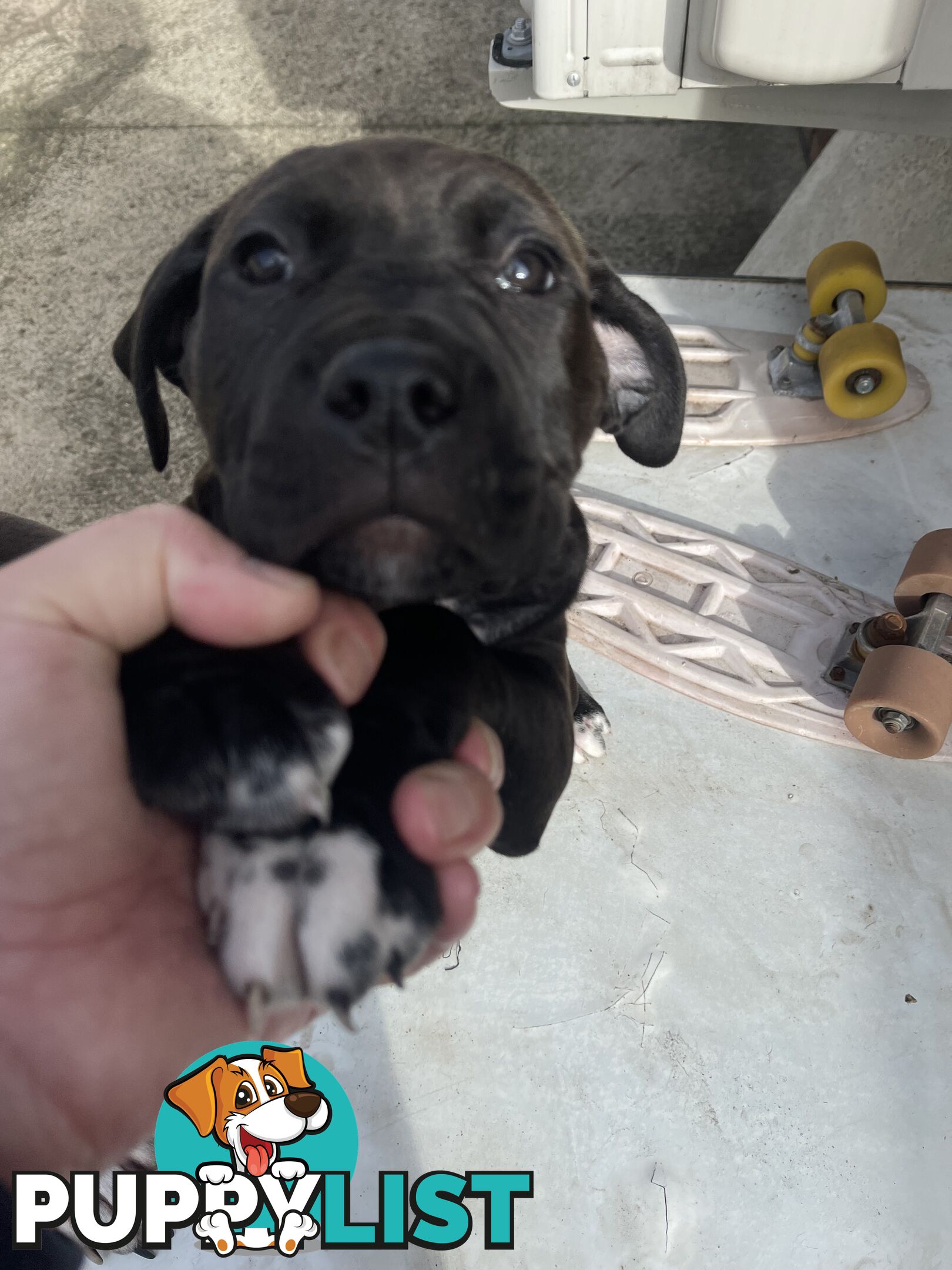 American Staffy Purebred pups