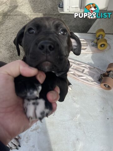 American Staffy Purebred pups