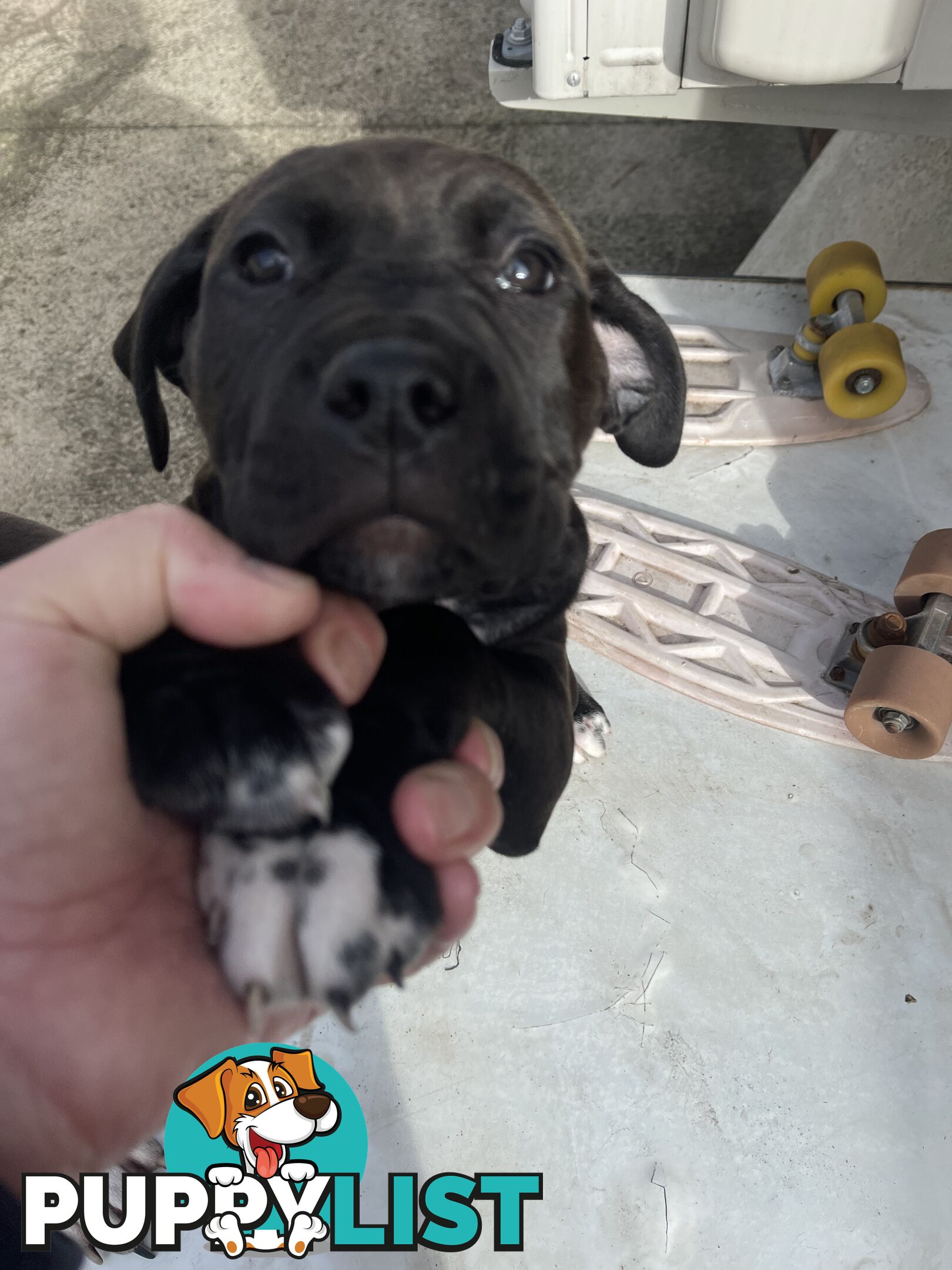 American Staffy Purebred pups
