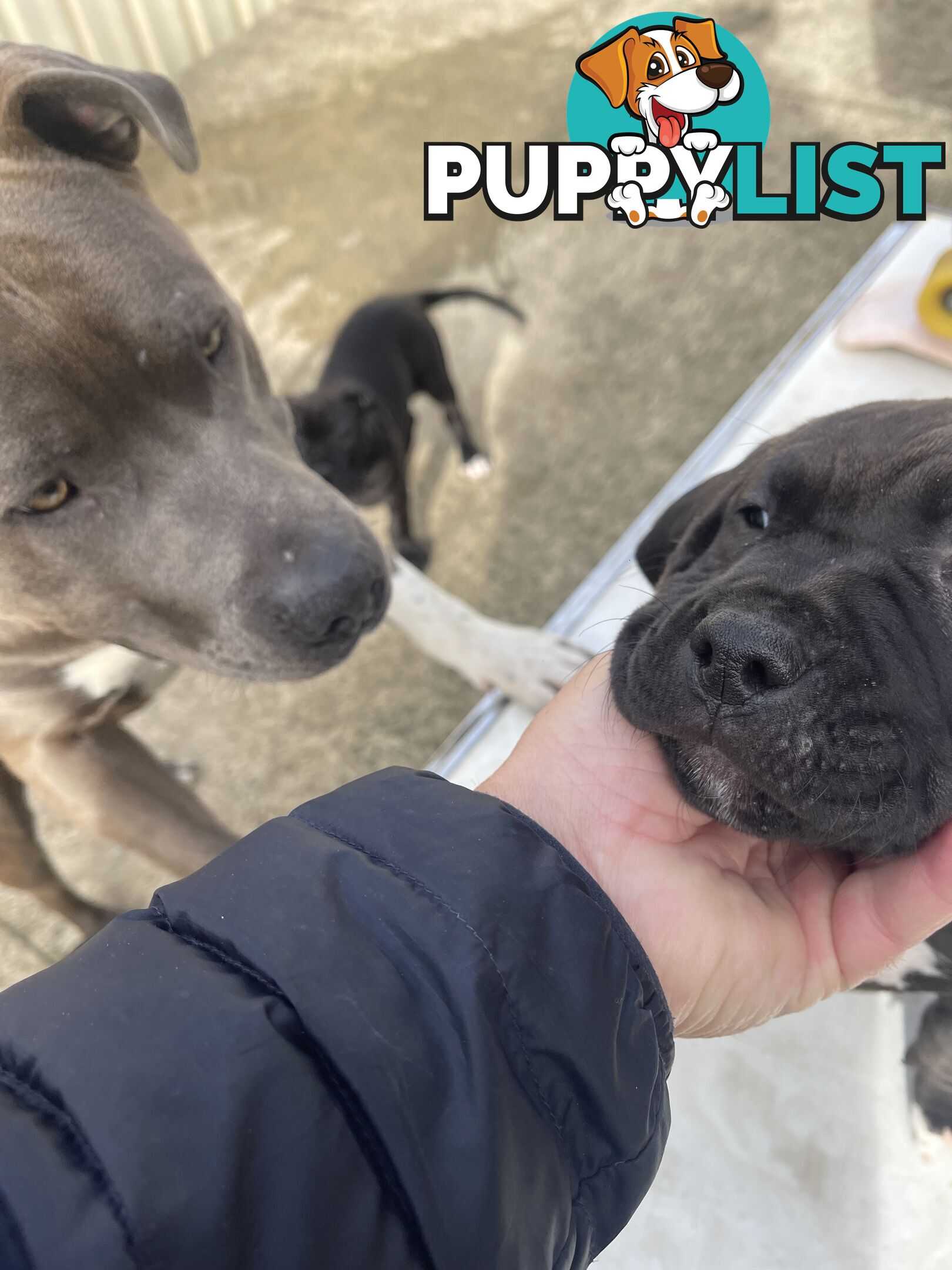 American Staffy Purebred pups