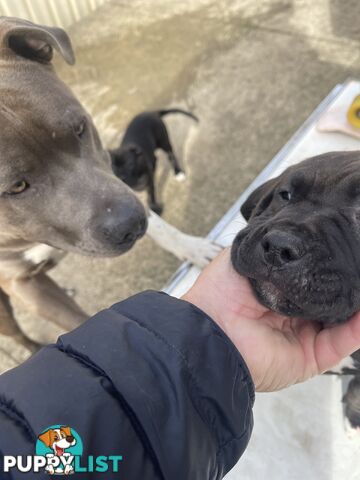 American Staffy Purebred pups