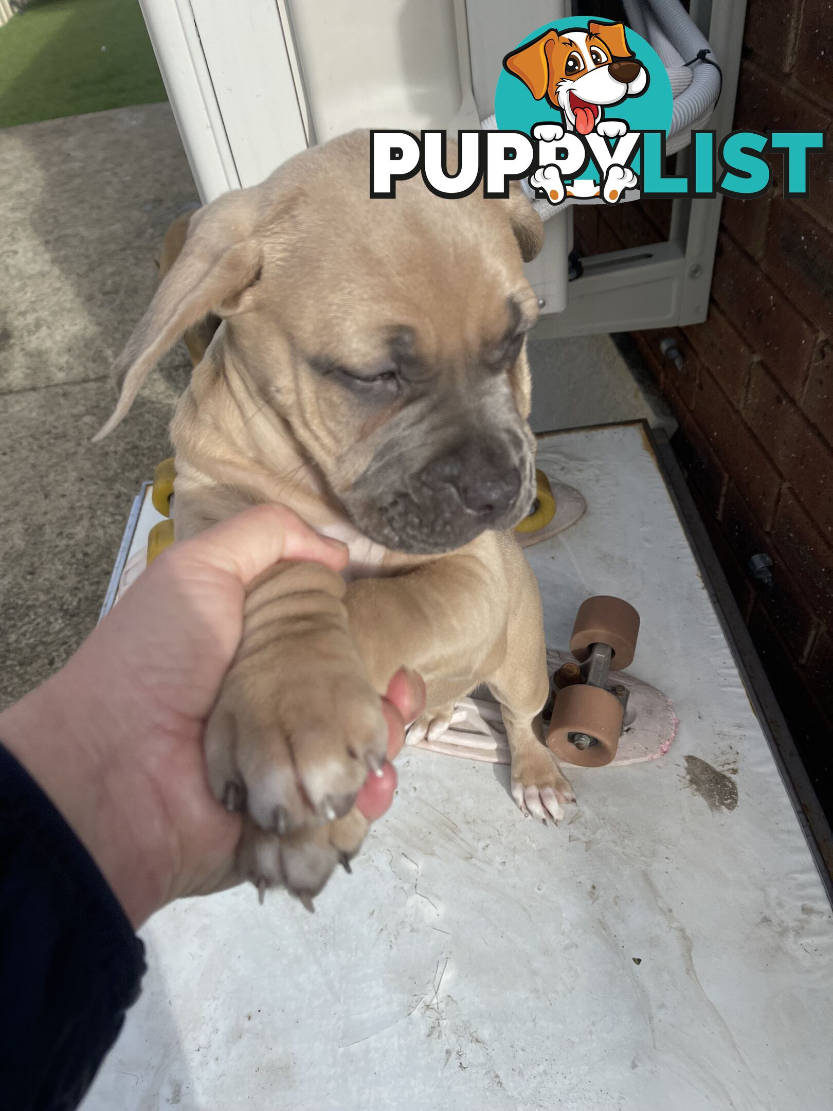 American Staffy Purebred pups