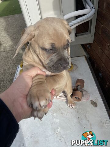 American Staffy Purebred pups