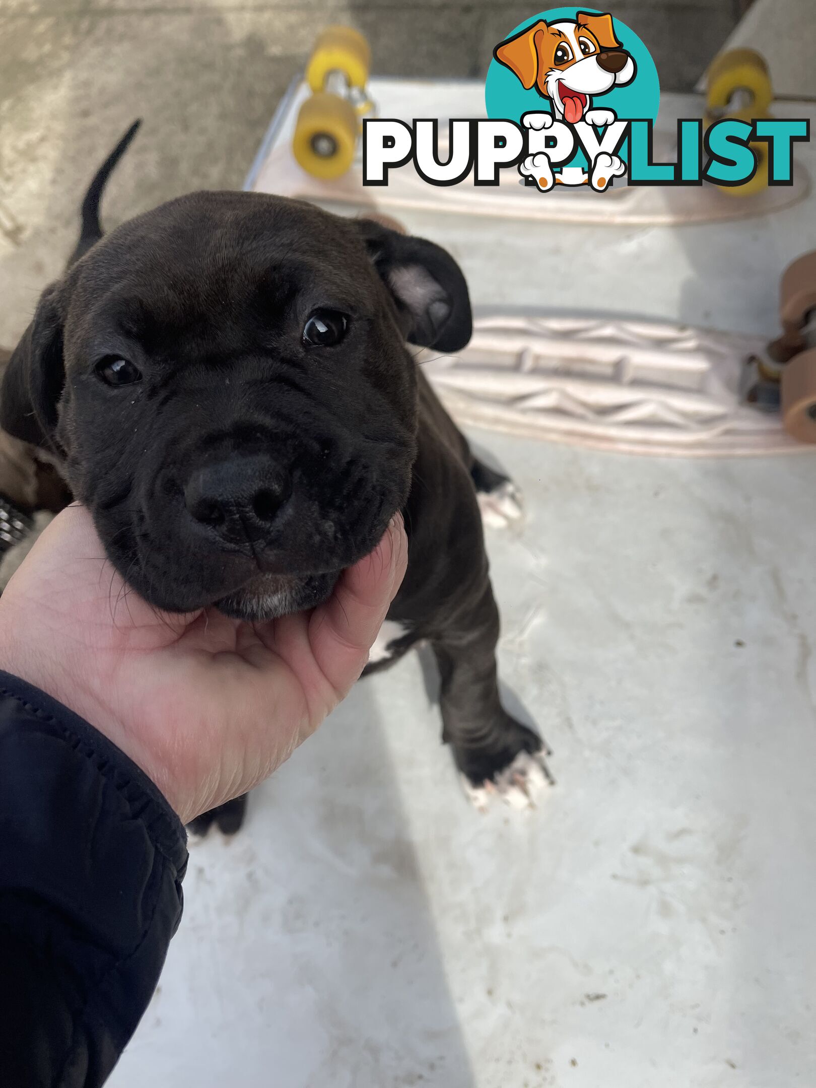 American Staffy Purebred pups