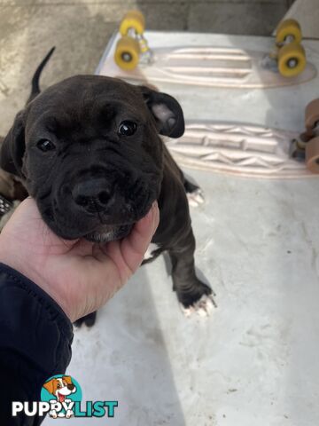 American Staffy Purebred pups
