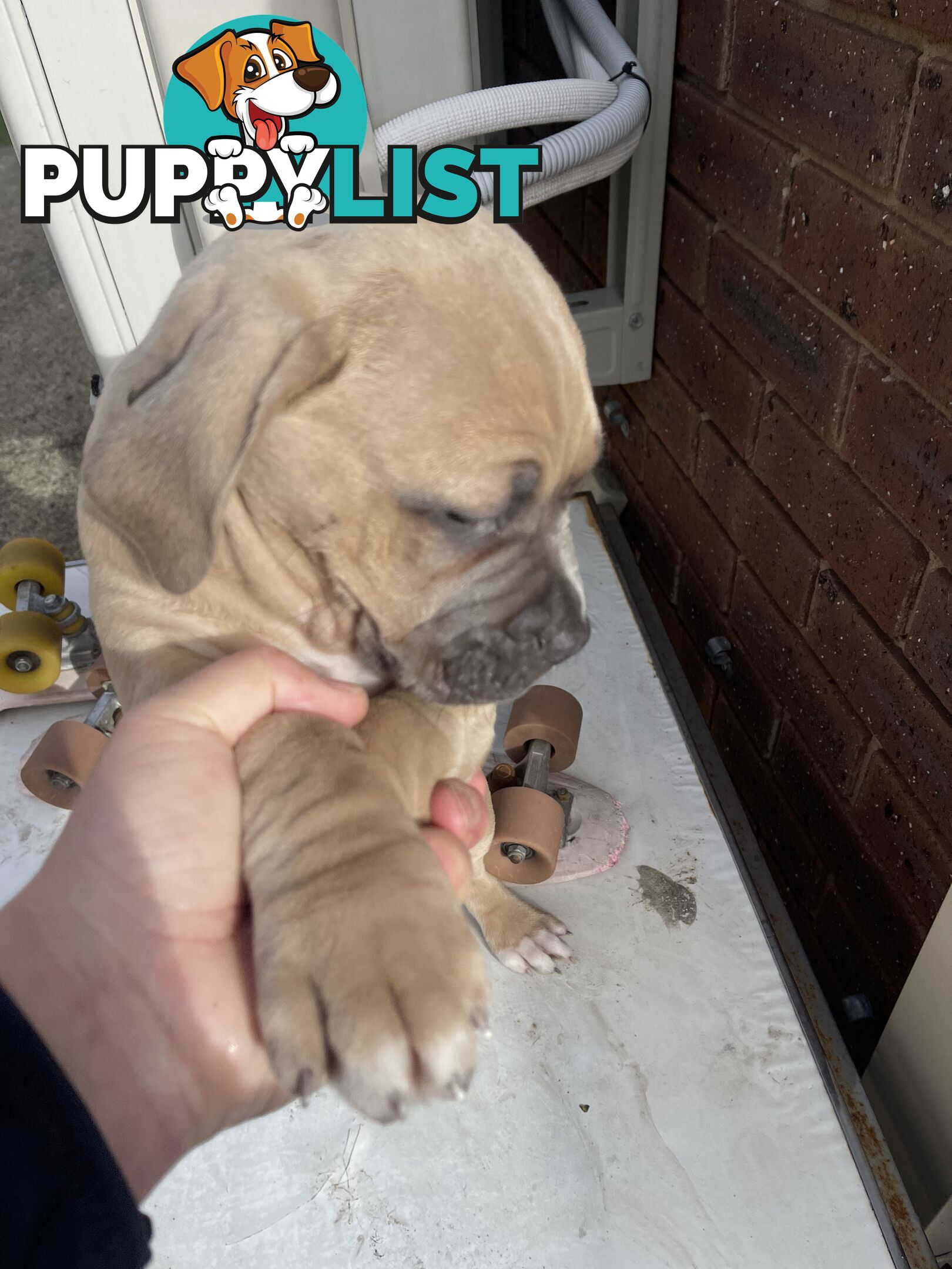 American Staffy Purebred pups
