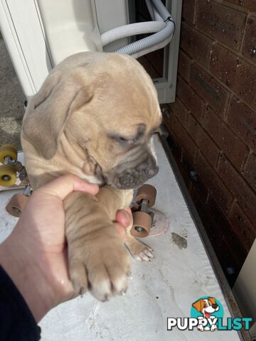 American Staffy Purebred pups
