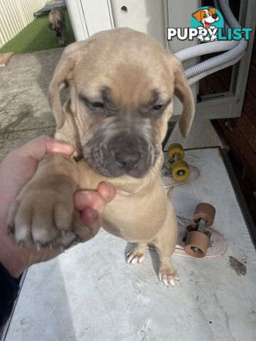 American Staffy Purebred pups