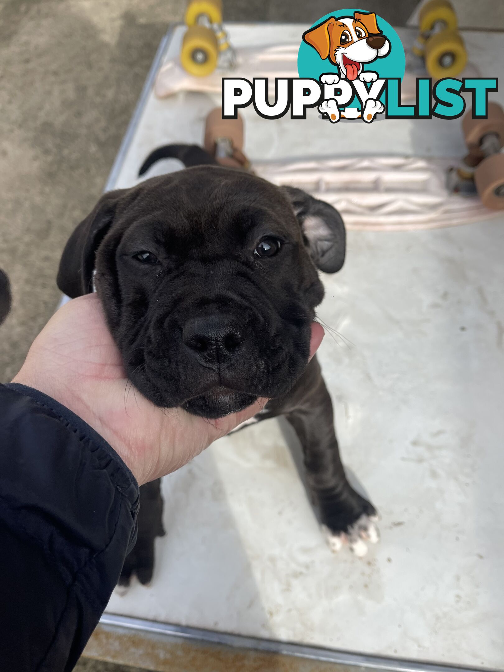 American Staffy Purebred pups