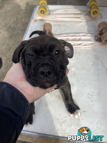 American Staffy Purebred pups