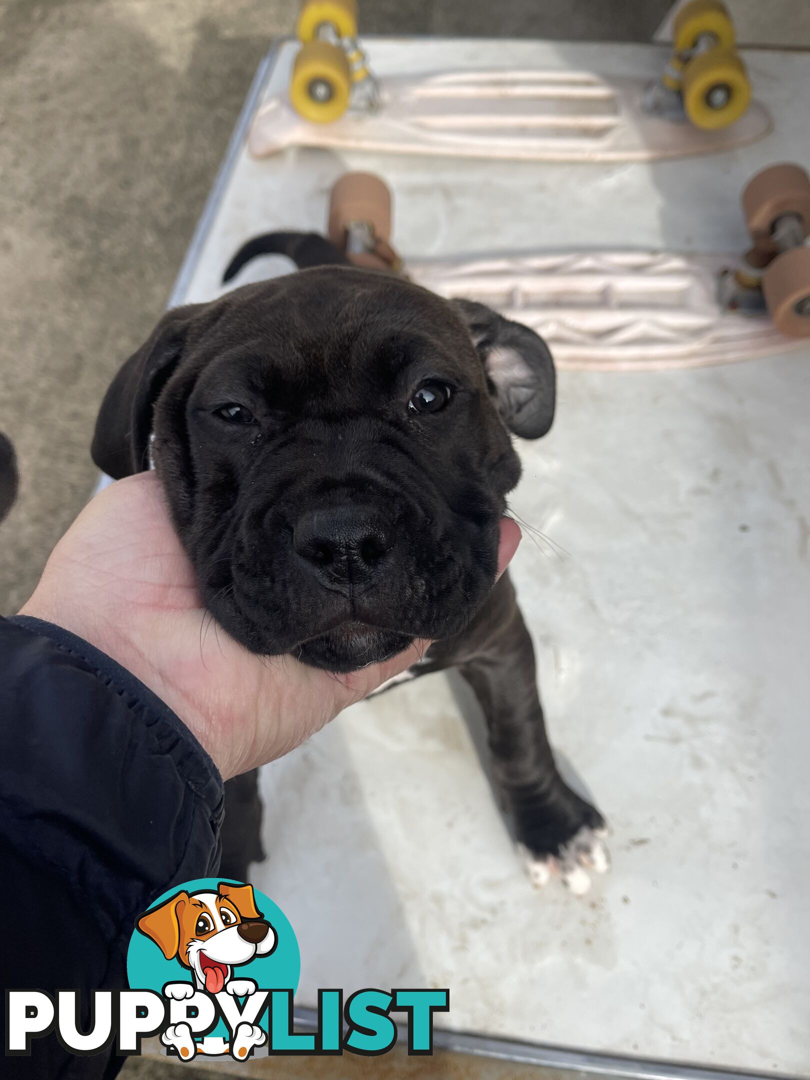 American Staffy Purebred pups