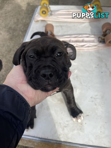 American Staffy Purebred pups