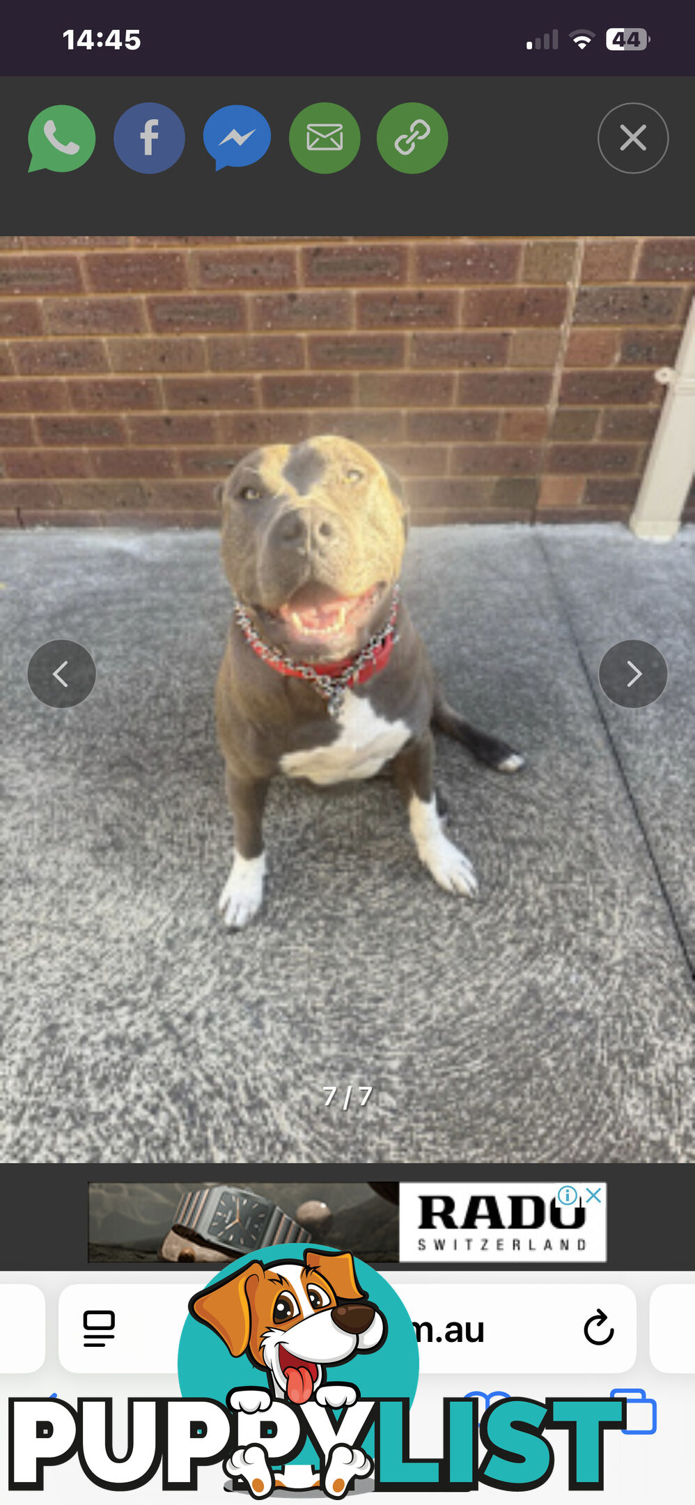 American Staffy Purebred pups