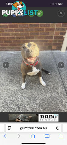 American Staffy Purebred pups