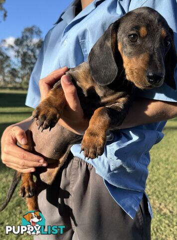 Silver Dapple Miniature Dachshund Puppies