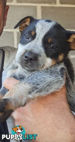 Smithfield(stumpy tail blue cattle dog x blue heeler pups x ten