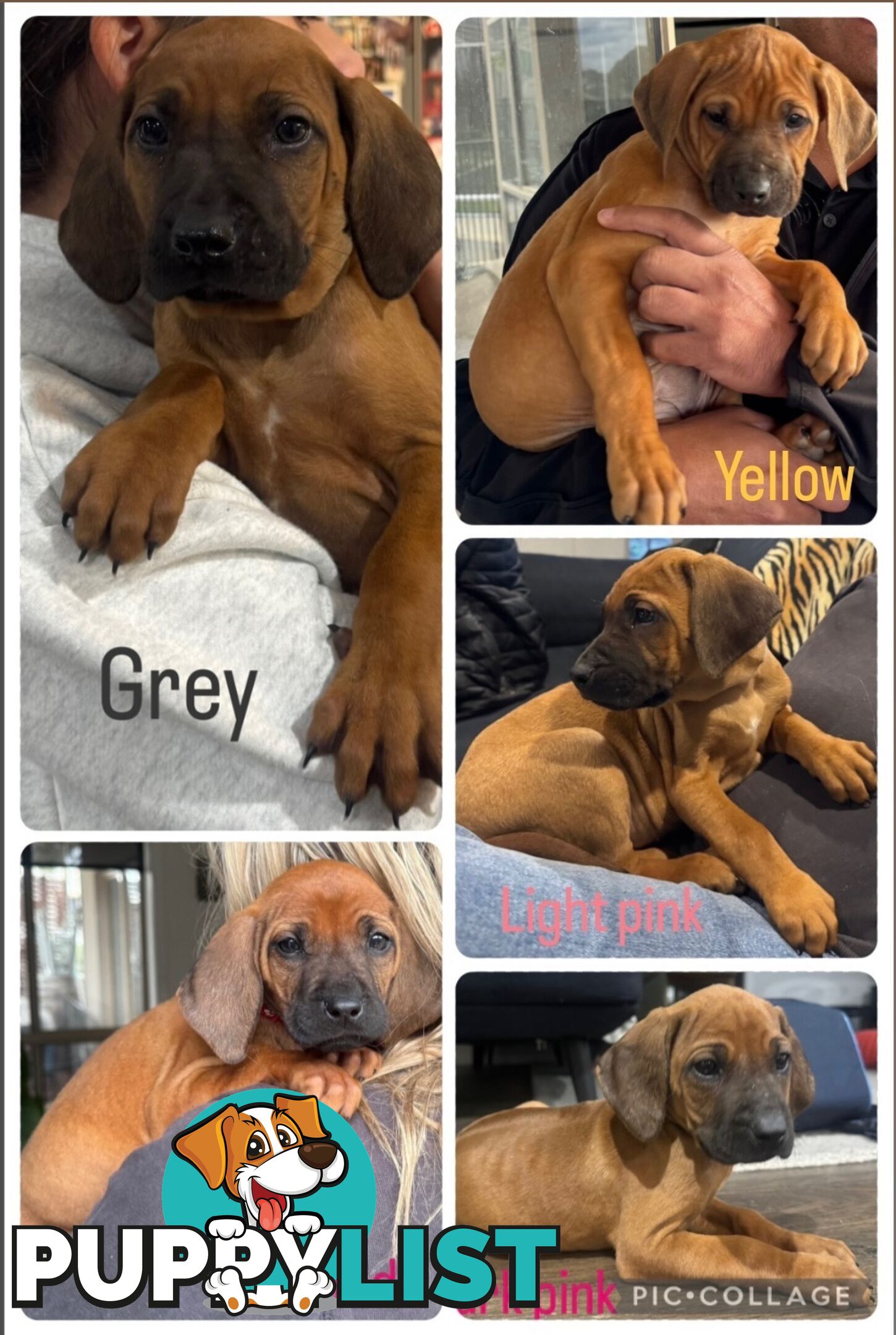 Rhodesian Ridgeback puppies