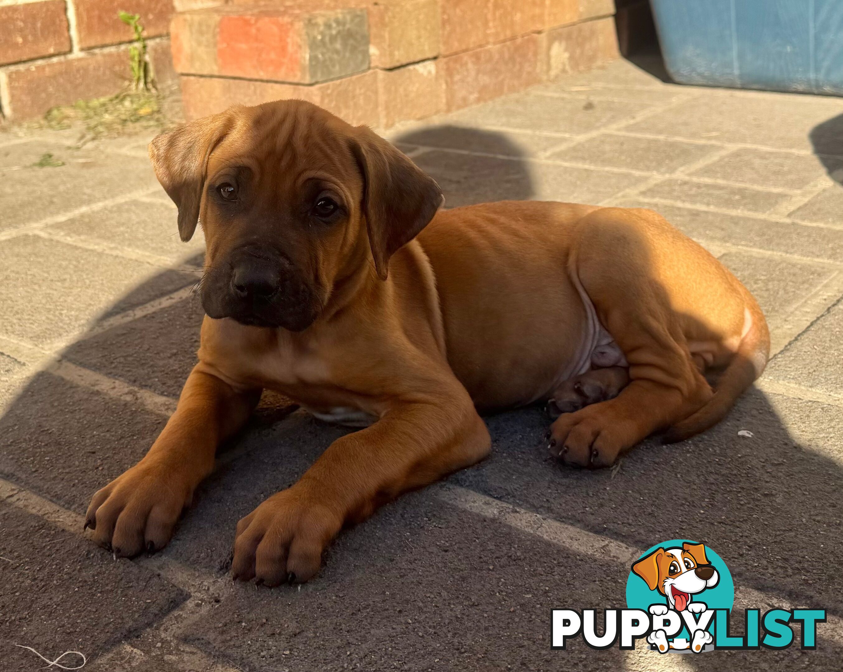Rhodesian Ridgeback puppies