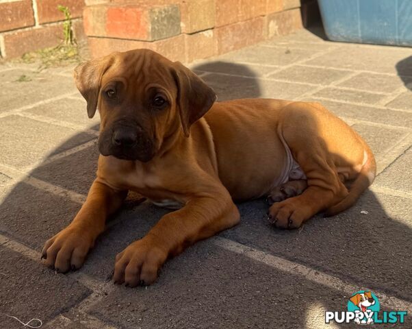 Rhodesian Ridgeback puppies