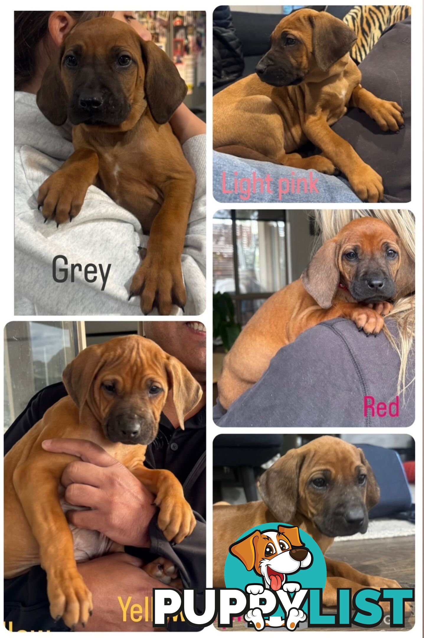 Rhodesian Ridgeback puppies