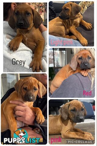 Rhodesian Ridgeback puppies