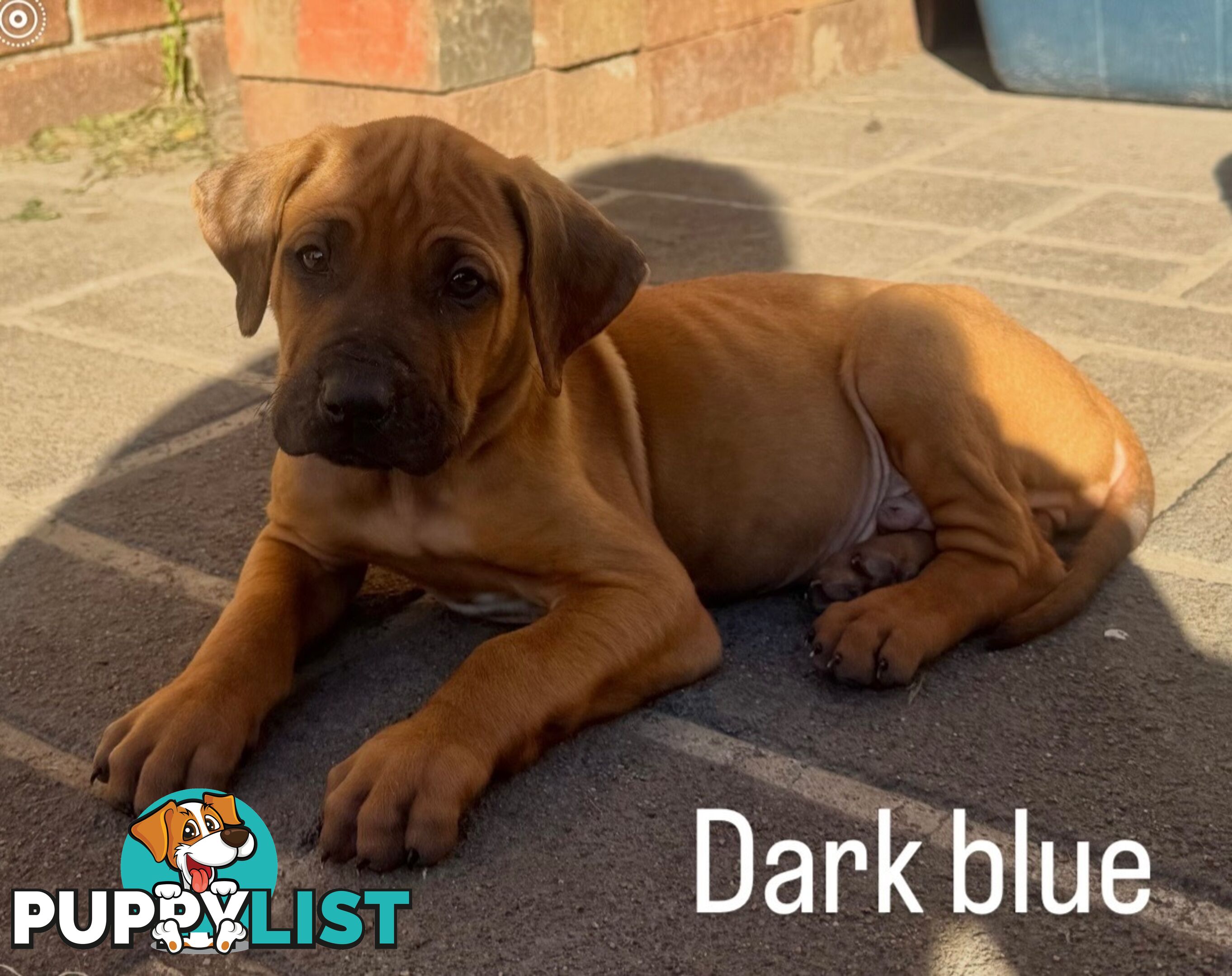 Rhodesian Ridgeback puppies