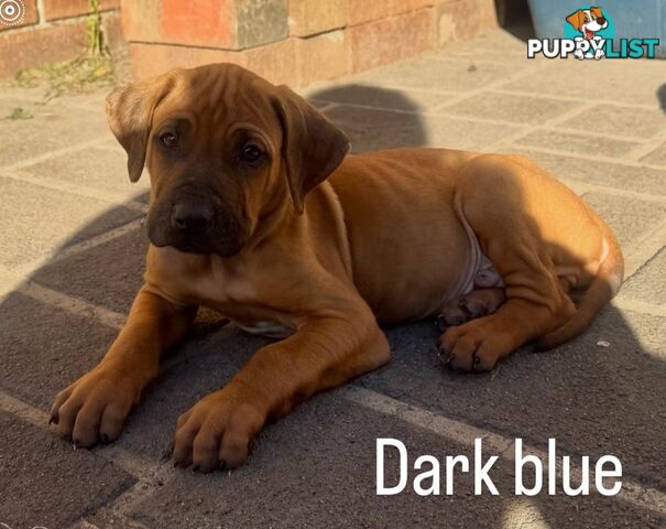 Rhodesian Ridgeback puppies