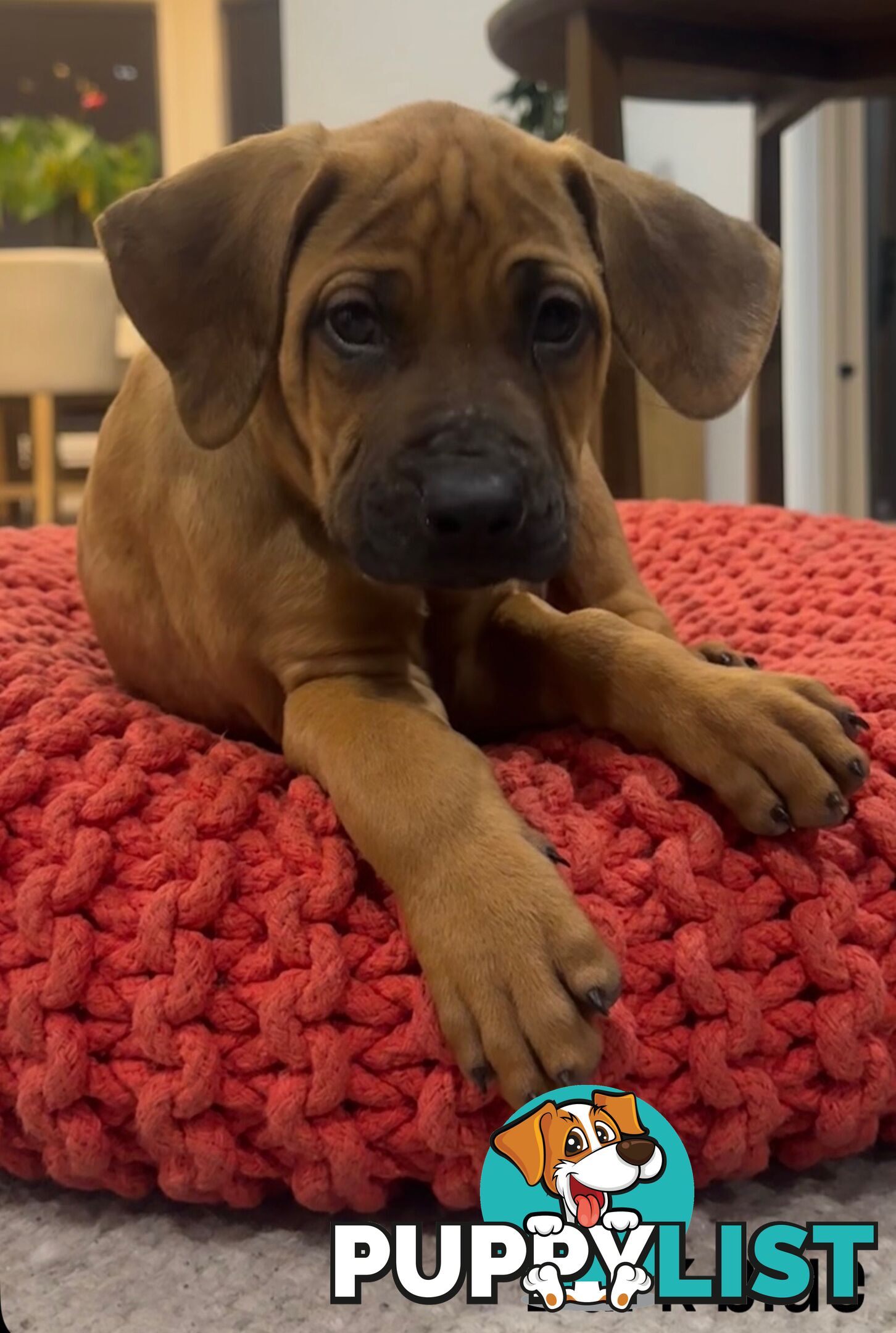 Rhodesian Ridgeback puppies