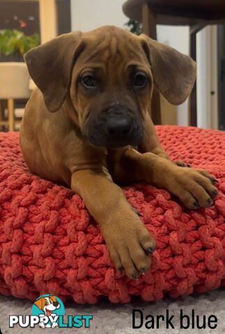 Rhodesian Ridgeback puppies