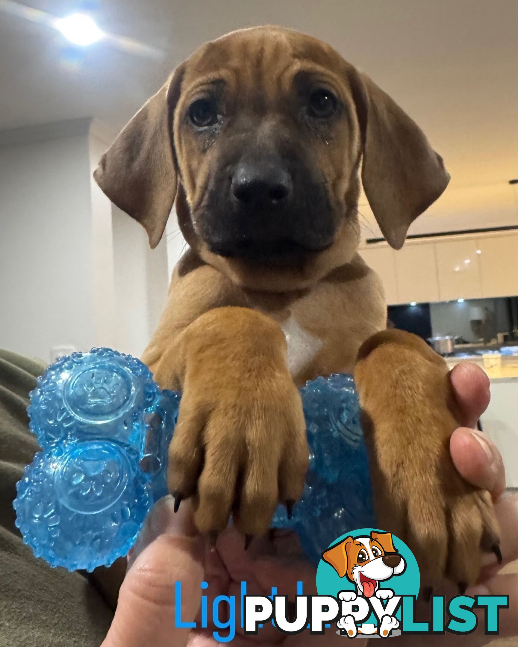 Rhodesian Ridgeback puppies
