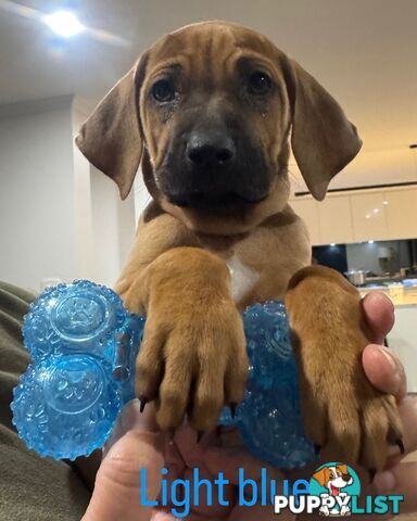 Rhodesian Ridgeback puppies