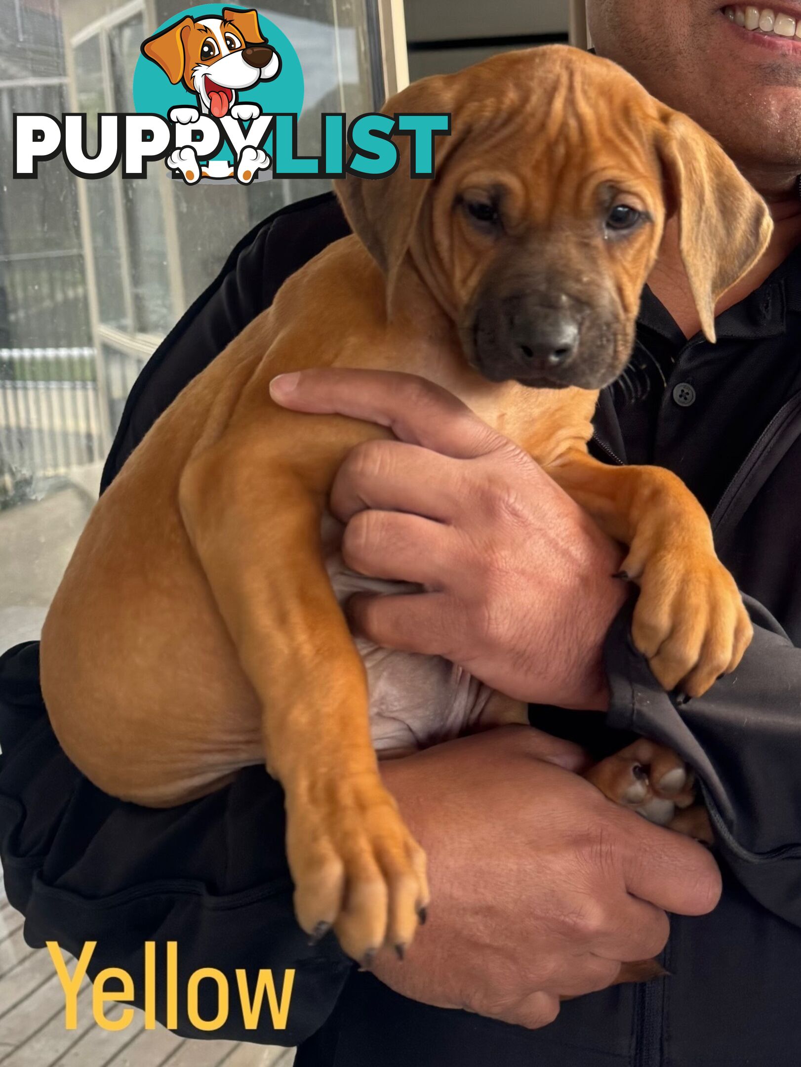 Rhodesian Ridgeback puppies