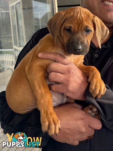 Rhodesian Ridgeback puppies