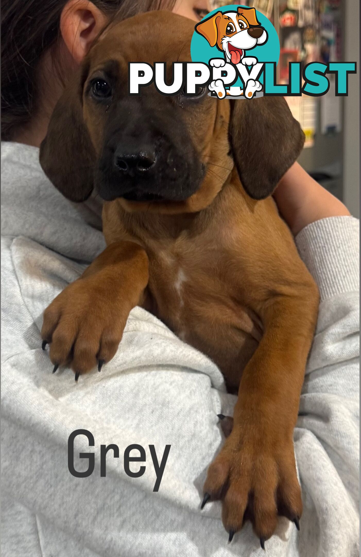 Rhodesian Ridgeback puppies