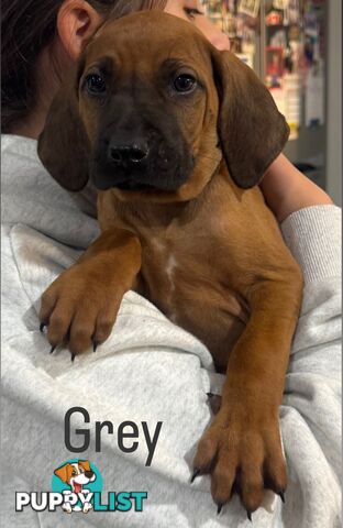 Rhodesian Ridgeback puppies