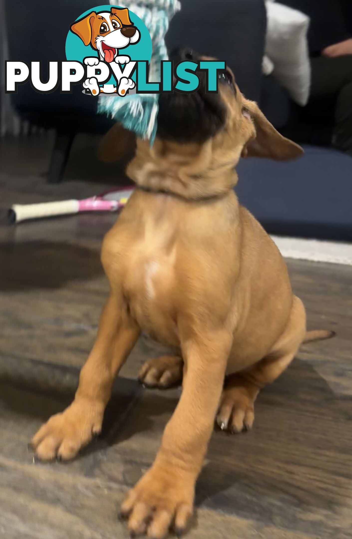 Rhodesian Ridgeback puppies