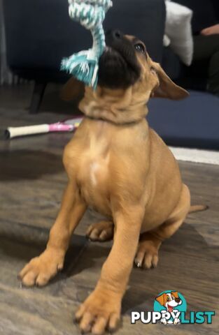 Rhodesian Ridgeback puppies