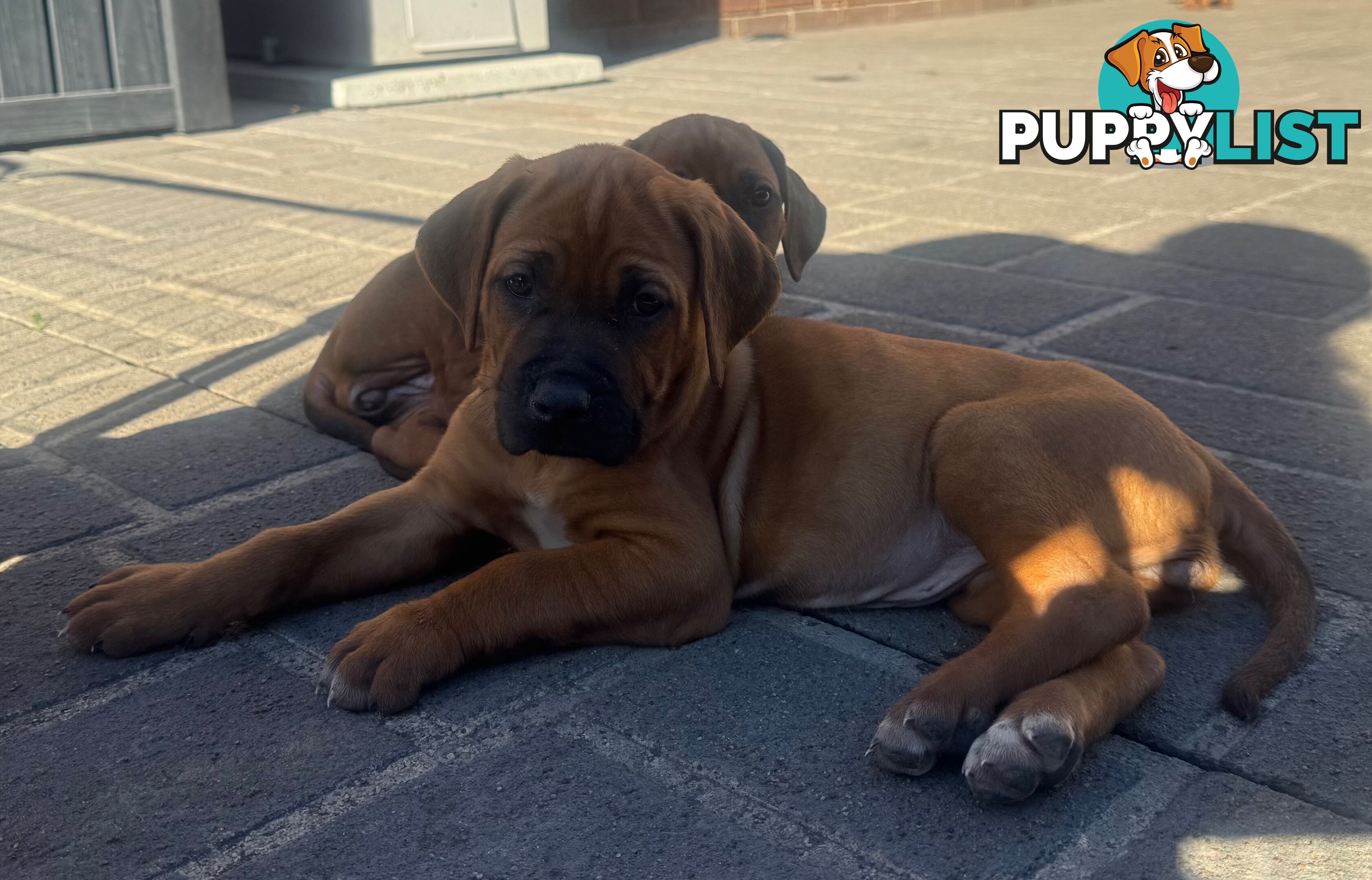 Rhodesian Ridgeback puppies